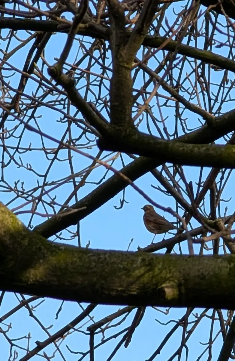 rødvingetrost - ML647849622