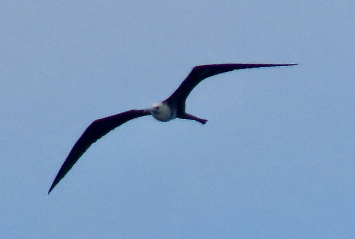 praktfregattfugl - ML647849624