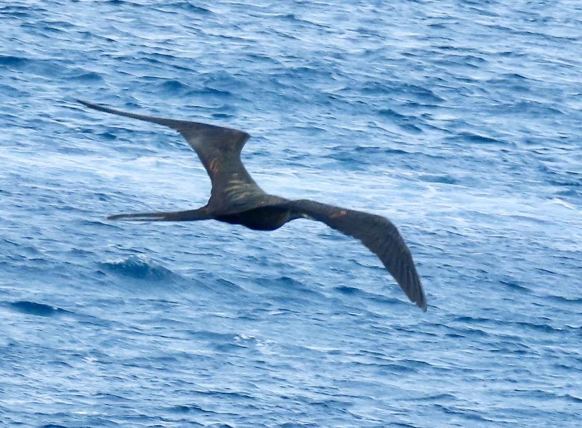 praktfregattfugl - ML647849625