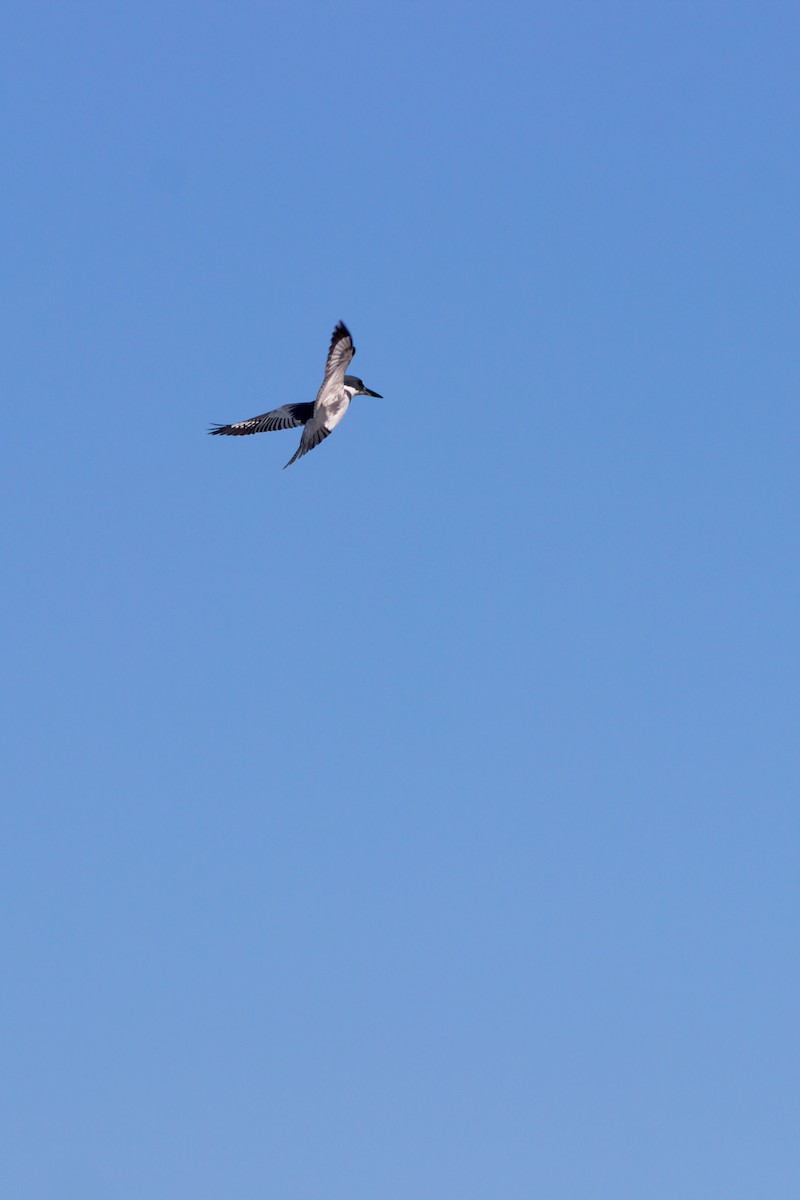 belteisfugl - ML647849626