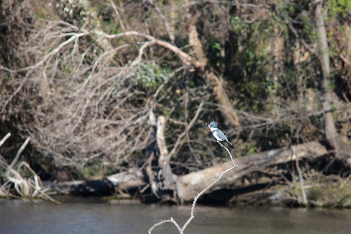 belteisfugl - ML647849628