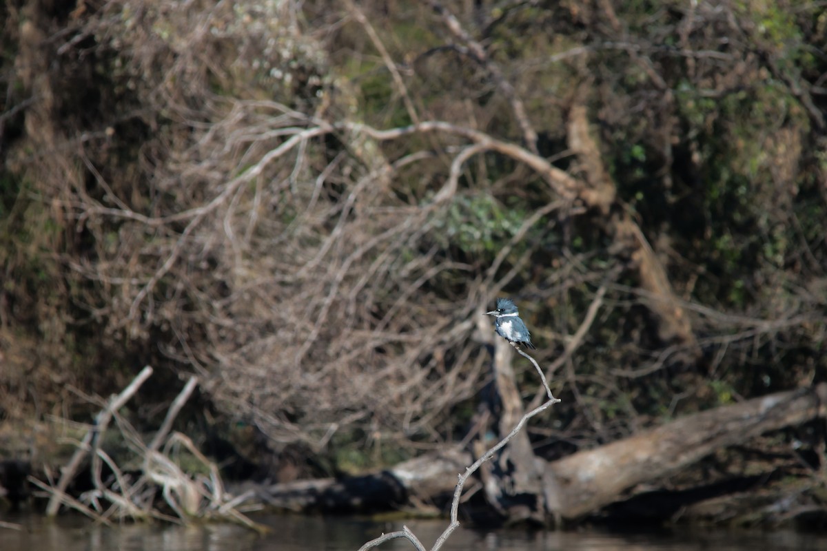 belteisfugl - ML647849629