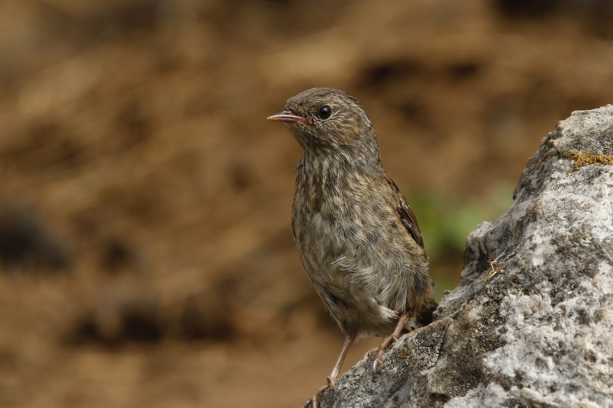 jernspurv - ML647849630