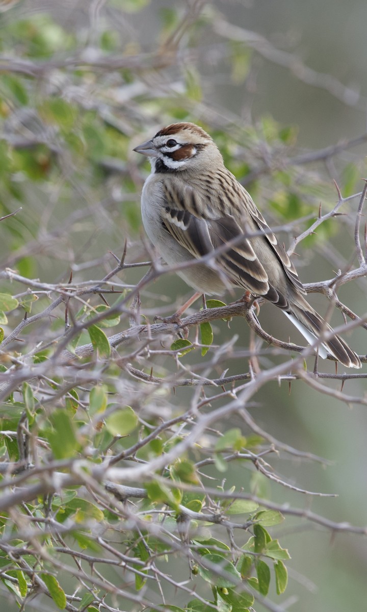 lerkespurv - ML647849631