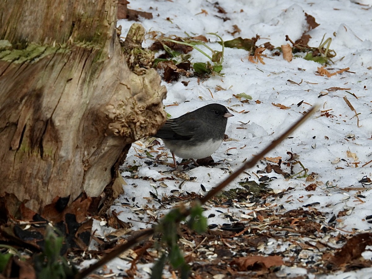 vinterjunko - ML647849632