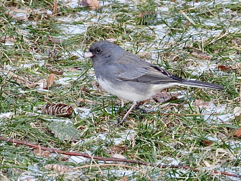 vinterjunko - ML647849633