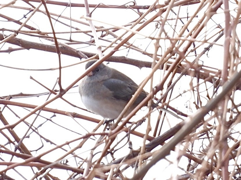 vinterjunko - ML647849634