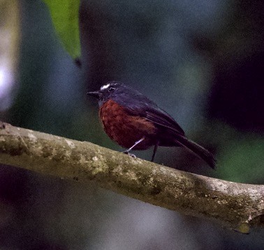 skiferryggtyrann - ML647849635