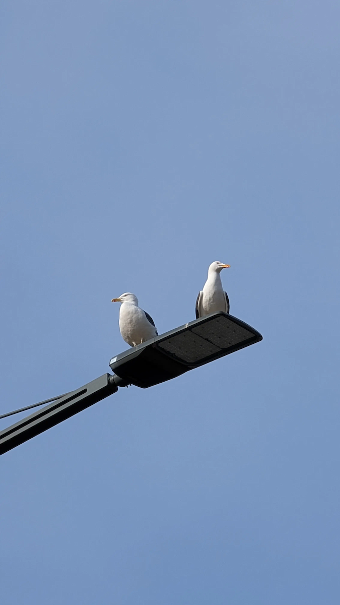 sildemåke - ML647849638