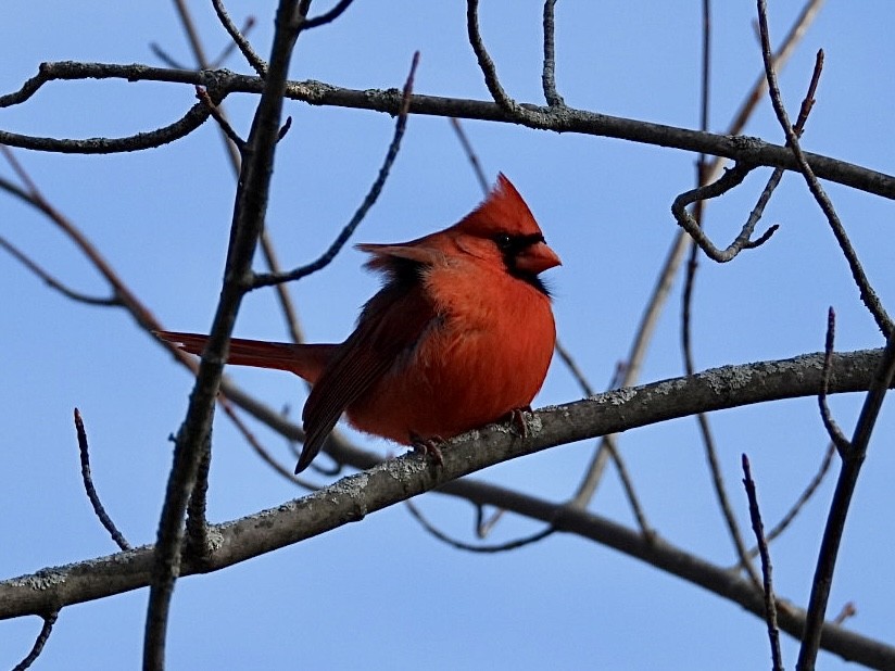 rødkardinal - ML647849639