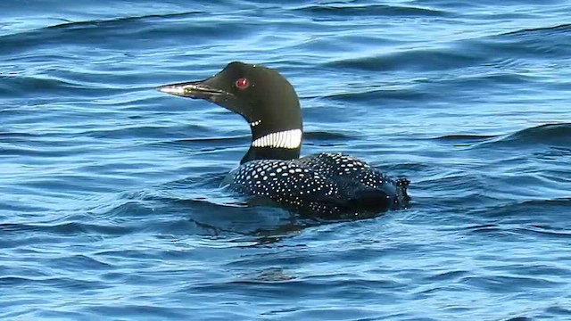 Common Loon - ML647849642