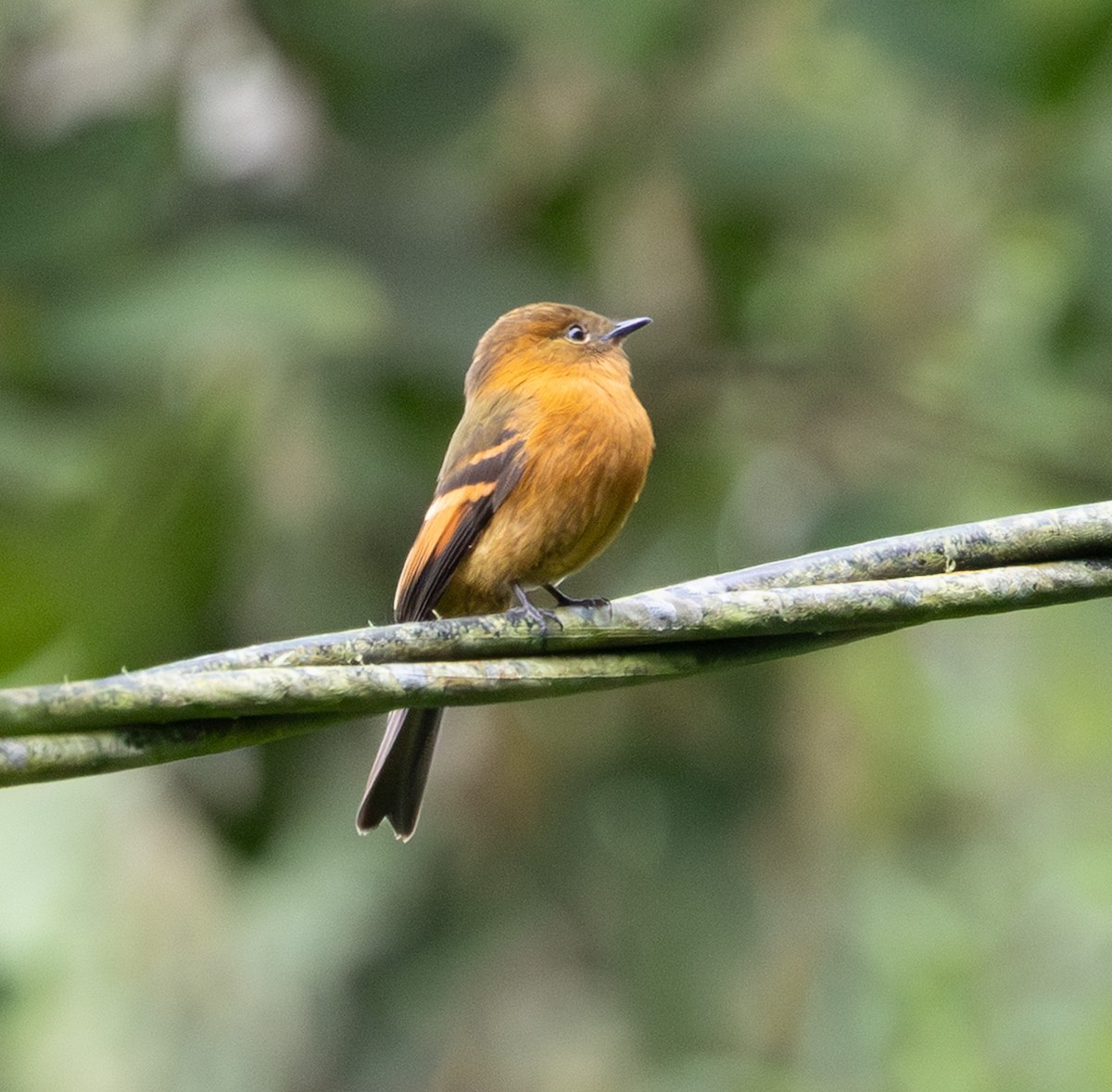 kaneltyrann - ML647849644