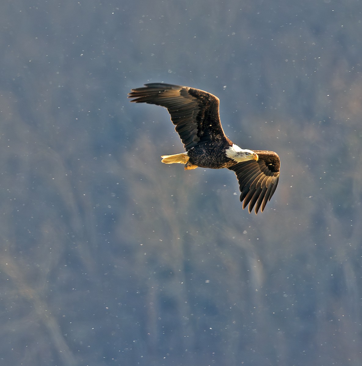 hvithodehavørn - ML647849646