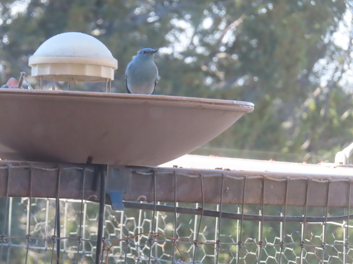 fjellblåfugl - ML647849647