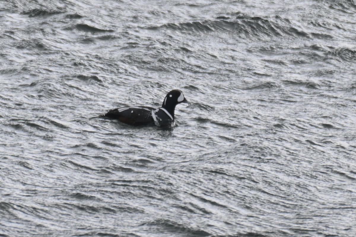 harlekinand - ML647849649