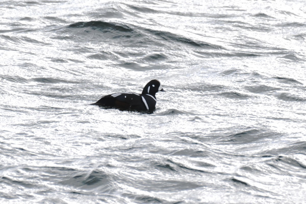 harlekinand - ML647849650