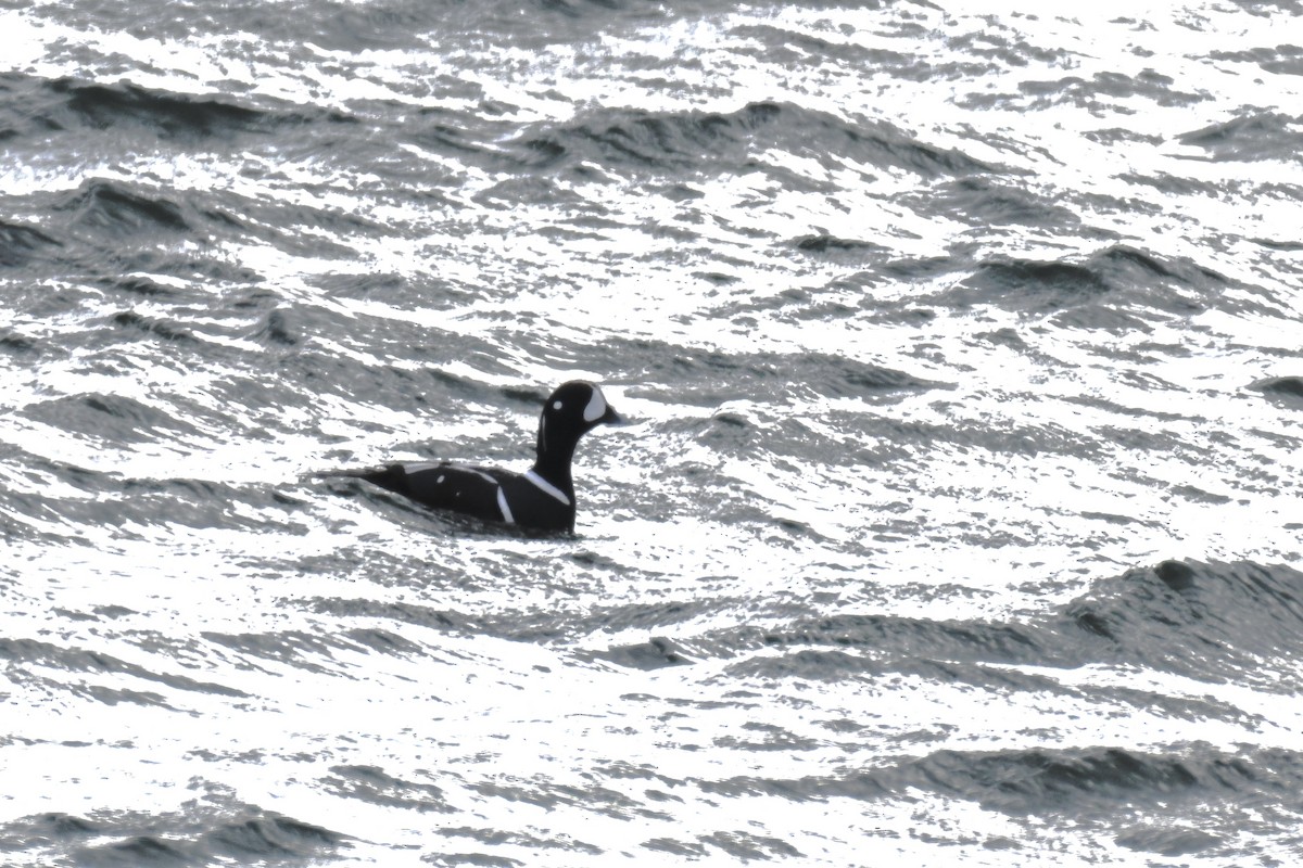 harlekinand - ML647849651