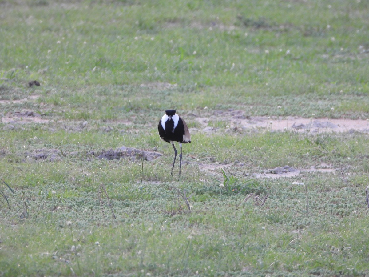 sporevipe - ML647849652