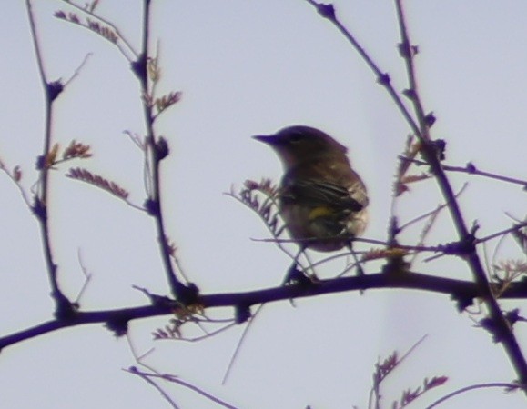 myrteparula - ML647849654