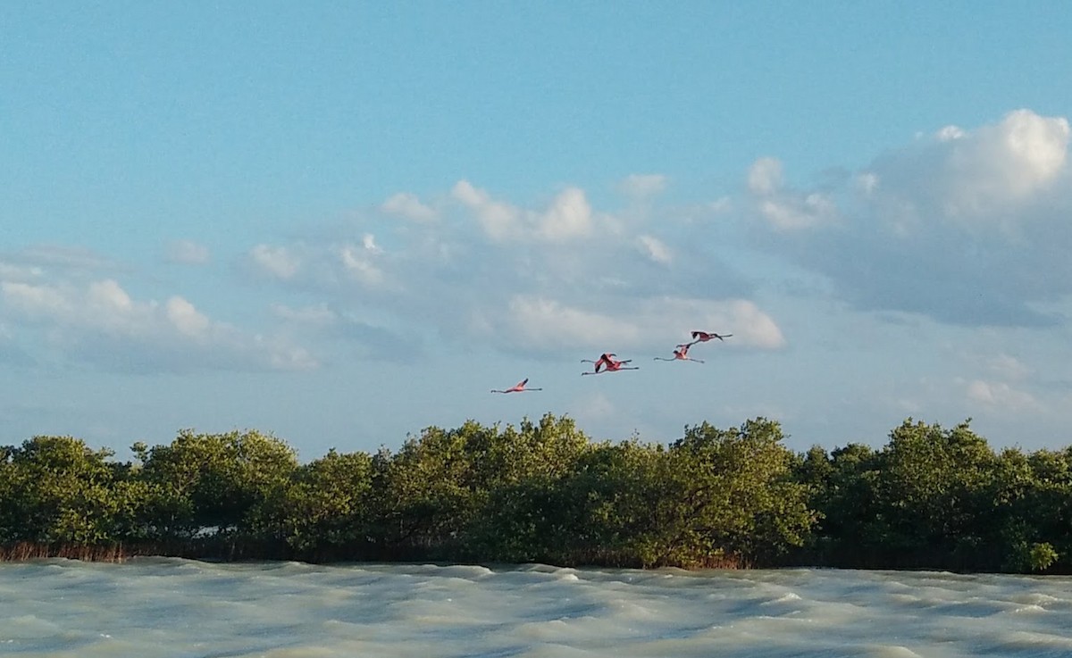 American Flamingo - ML647849664