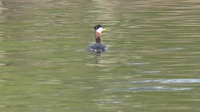 Red-necked Grebe - ML647849676