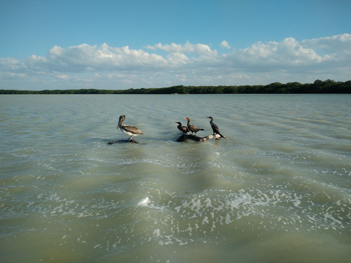 קורמורן אמריקני - ML647849712