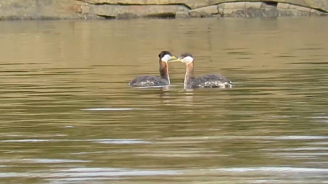 Red-necked Grebe - ML647849715