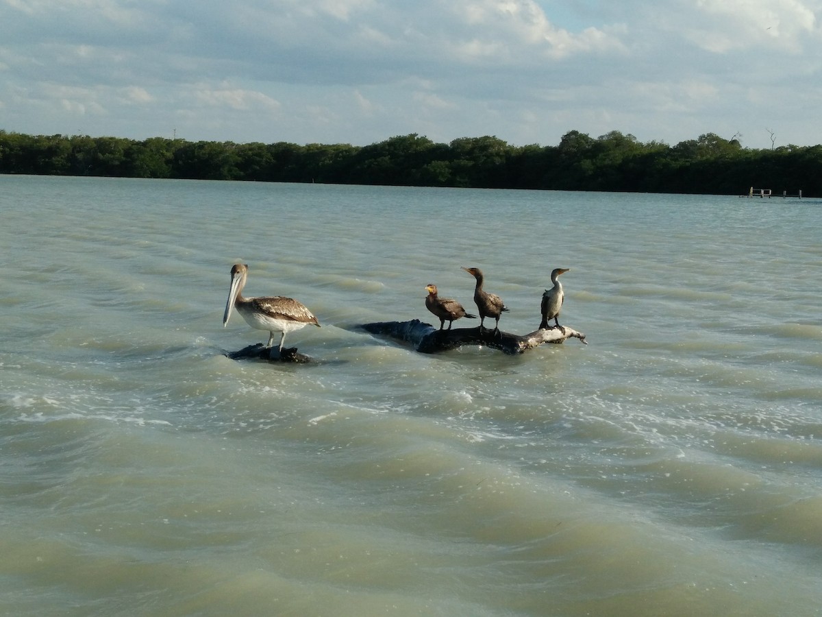 שקנאי חום - ML647849718