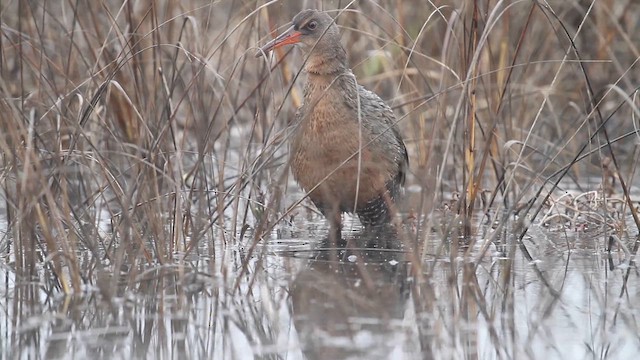 Ridgway's Rail - ML647849758