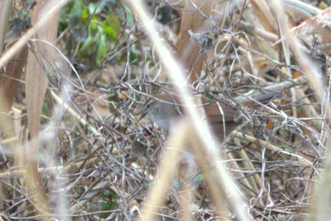 Cetti's Warbler - ML647849759