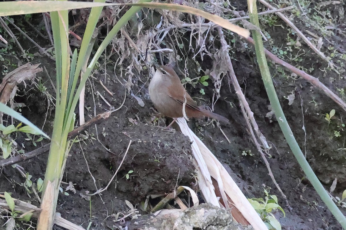Cetti's Warbler - ML647849777