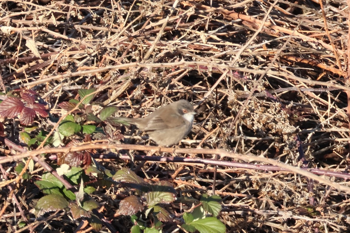 Txinbo burubeltza - ML647849794