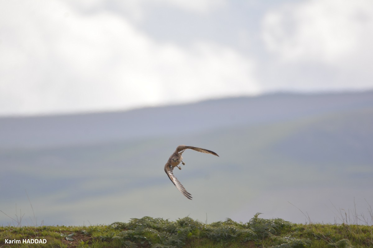 Long-legged Buzzard (Atlas) - ML647849807