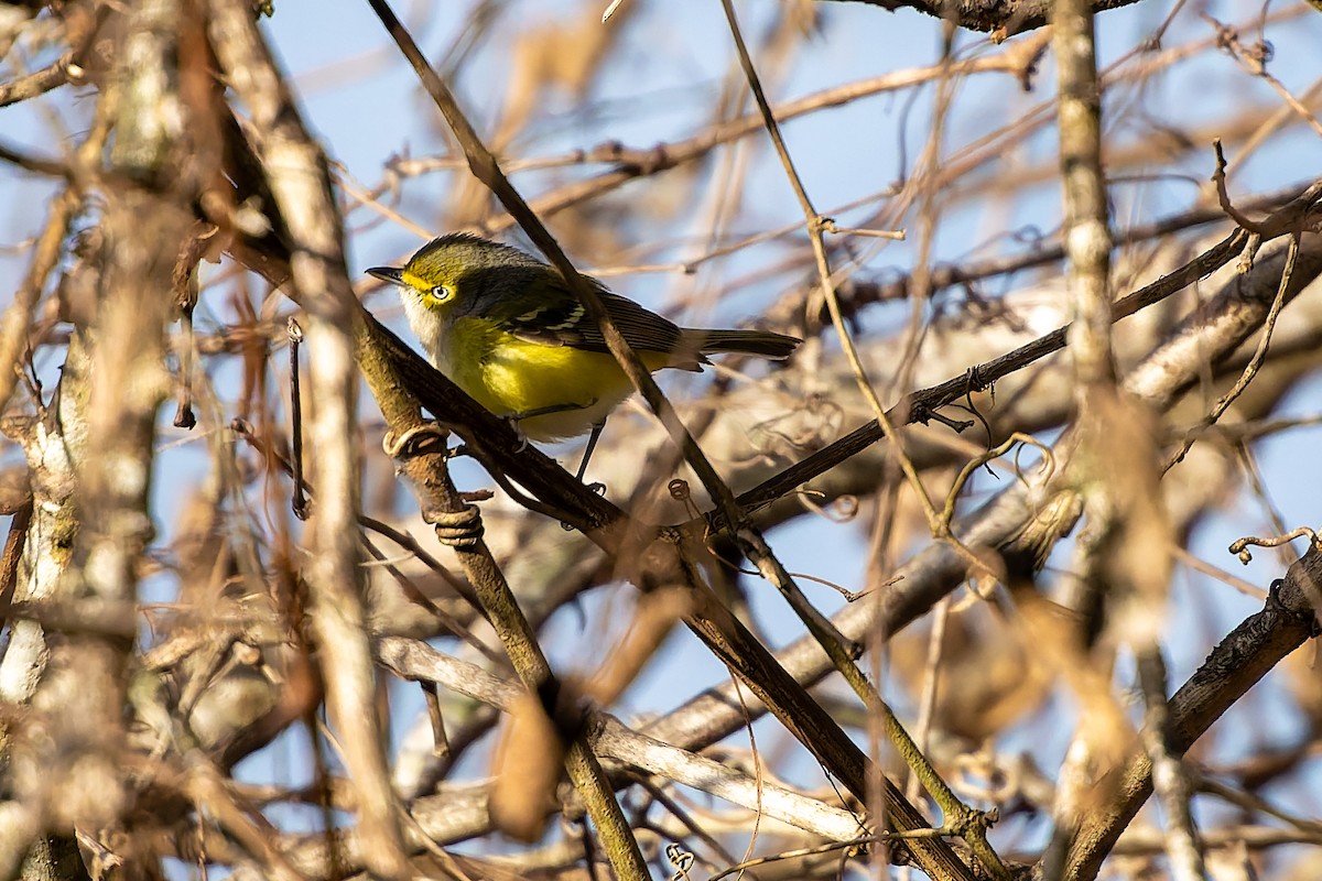 White-eyed Vireo - ML647849831