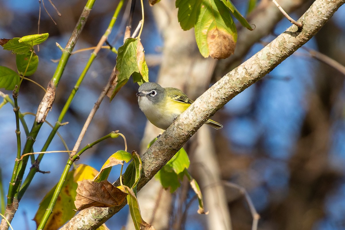 zelenáček brýlový - ML647849846