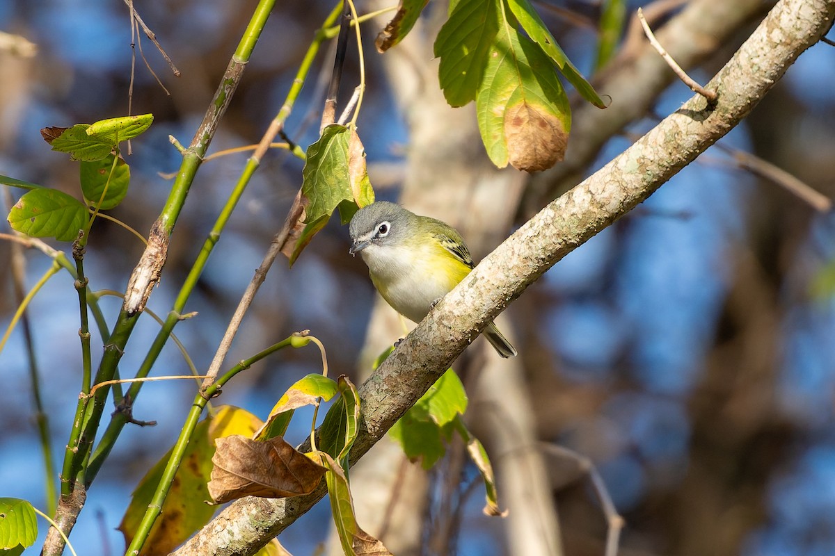 zelenáček brýlový - ML647849847
