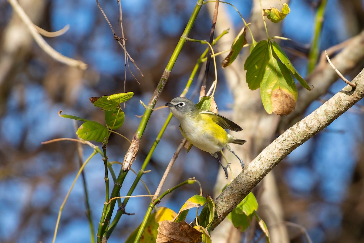 zelenáček brýlový - ML647849848
