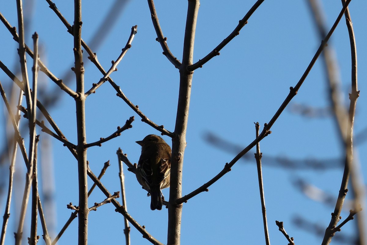 vrabec domácí - ML647849854