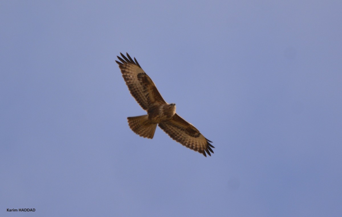 Long-legged Buzzard (Atlas) - ML647849888