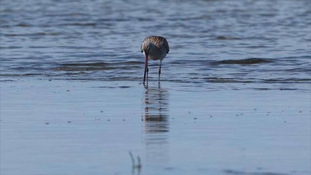Bar-tailed Godwit (Siberian) - ML647849898