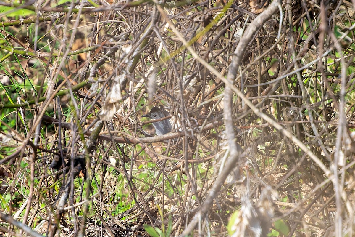 Moqueur chat - ML647849900