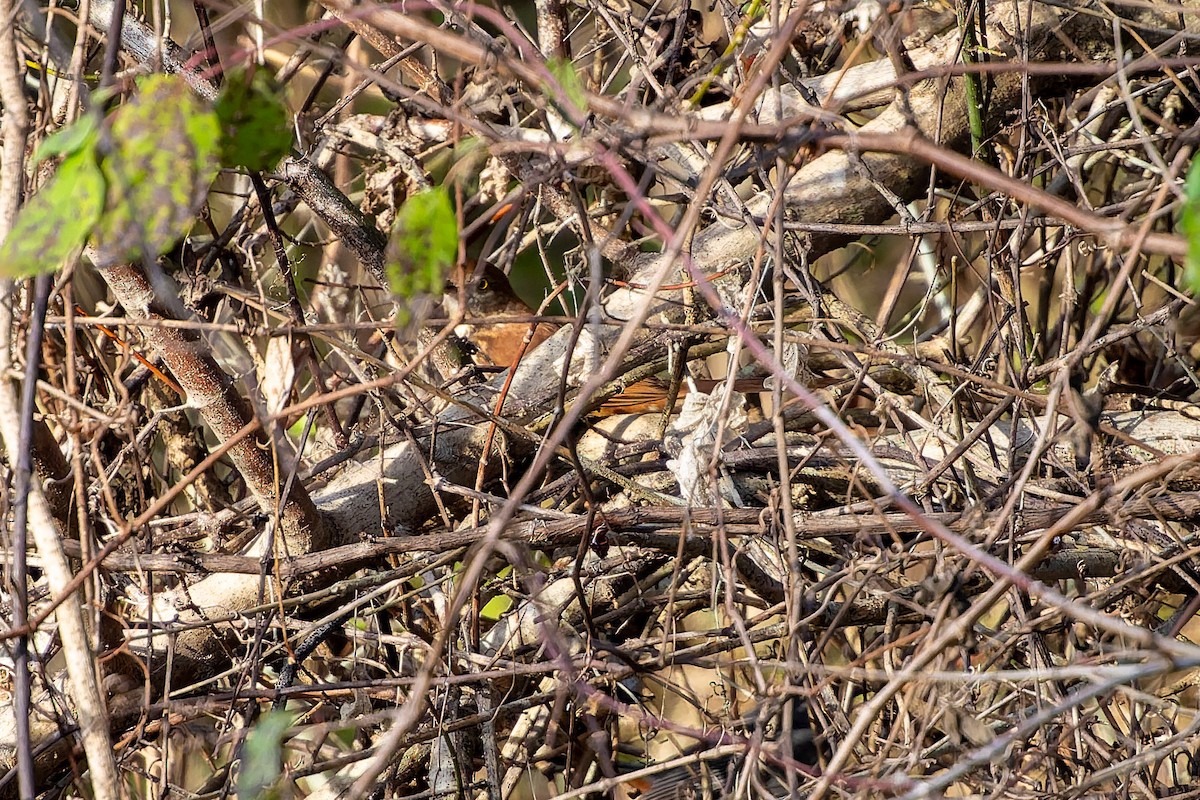 Тремблер прямодзьобий - ML647849914