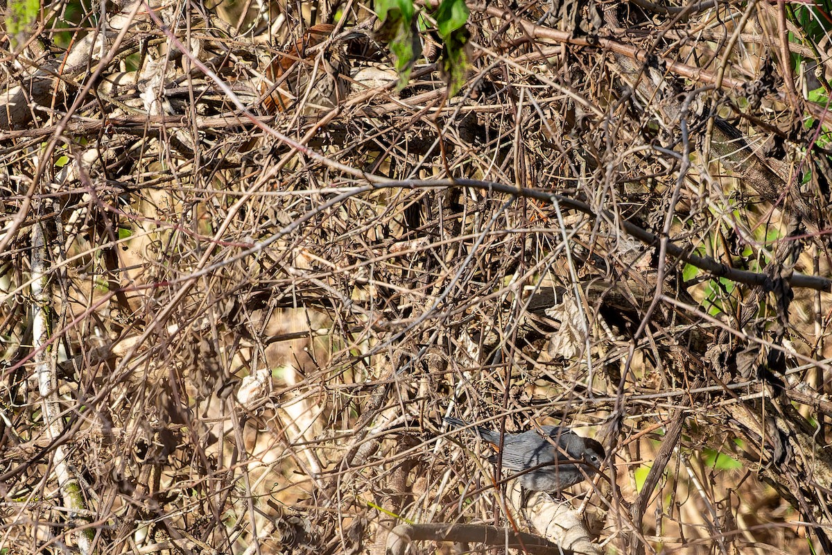 Тремблер прямодзьобий - ML647849933