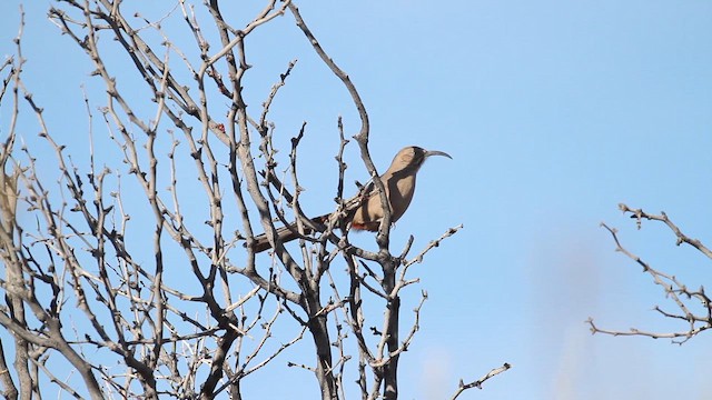 Crissal Thrasher - ML647849936