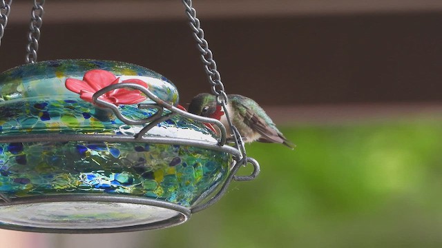 Ruby-throated Hummingbird - ML647849937