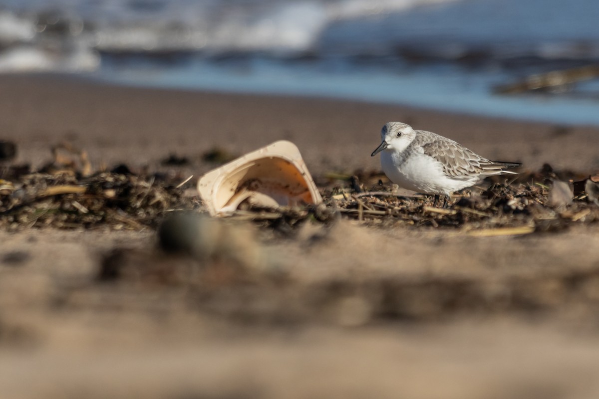 Sanderling - ML647849987