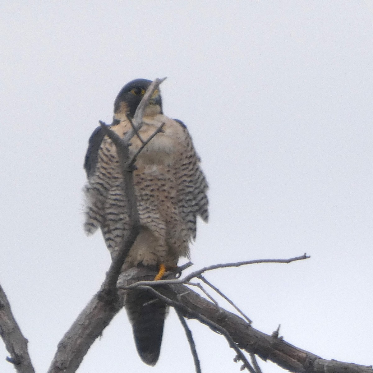 sokol stěhovavý - ML647850044