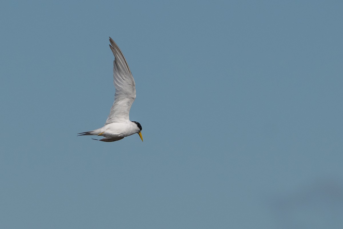 Sterne argentée - ML647850054