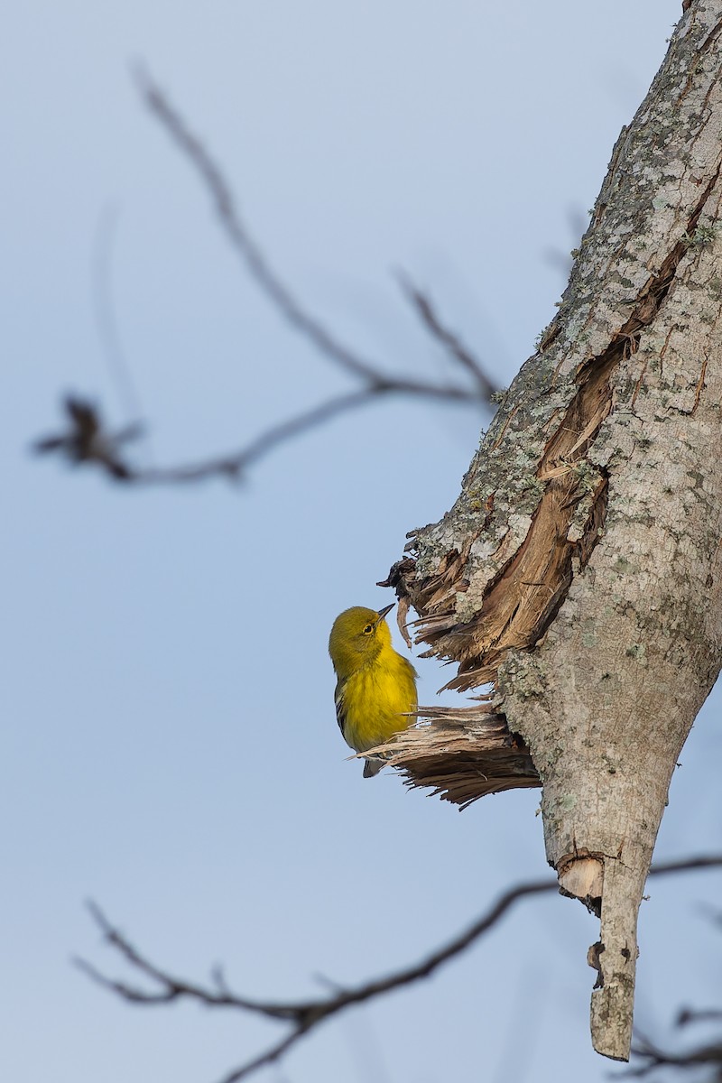 Pine Warbler - ML647850057