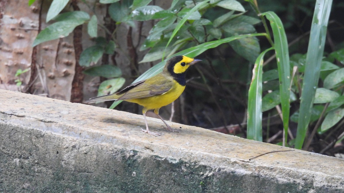 クロズキンアメリカムシクイ - ML647850070